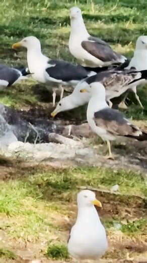 #seagulls #seagullsound #seagullsfeedingsound