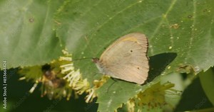 The meadow brown (Maniola jurtina) butterfly on the flowers of Tilia cordata, the small-leaved lime or small-leaved linden