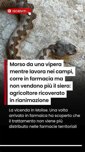 Morso da una vipera mentre lavora nei campi, corre in farmacia ma non vendono più il siero