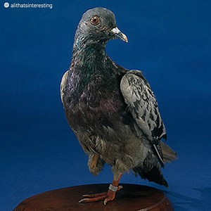 Esta paloma salvó 200 almas. Personas que iban a ser bombardeadas por error. Cher Ami cambió su destino gracias a un mensaje que llevaba en su pata. Resulta que cuando las tropas estadounidenses se veían asediadas por sus propios aliados, esta paloma salvó el día. La situación era descabellada y angustiante: un fallo de estrategia había puesto a los aliados a luchar entre ellos. Los alemanes aprovecharon esta situación. Unos 200 soldados estaban a punto de recibir el mayor castigo de sus compañe