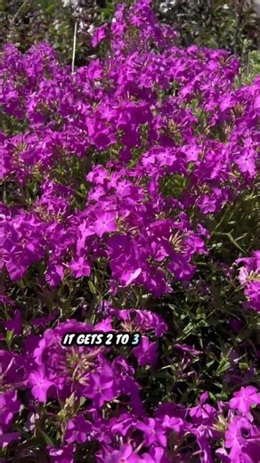 A Bright Pink Phlox You’ll Love for Summer