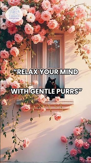 “Gentle Cat Purr | Relax & Mindfulness” #CatPurr #Relax #Mindfulness