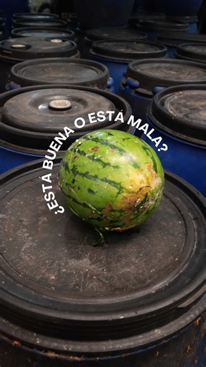 Tantos alimentos en buen estado que desperdiciamos sin medida, nuestra invitación compremos conscientemente, aprendamos a almacenar mejor el alimento… ¿Y si esta fuera la última sandía? 🍉#mascompostmenosbasura #nodesperdiciesalimentosenbuenestado