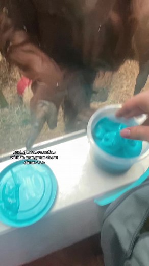 Orangutan Slime Fun at the Zoo