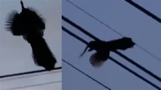 Viral Video: Rare Footage Of Peacock Flying Leaves Internet Spellbound