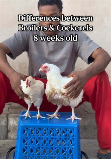 Broilers vs. Cockerels: Key Differences Explained