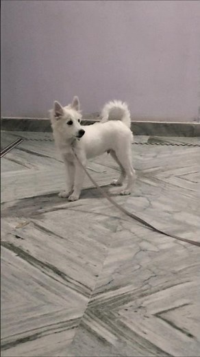 Pomeranian Barking Compilation: Pure Adorable Cutness Overload!