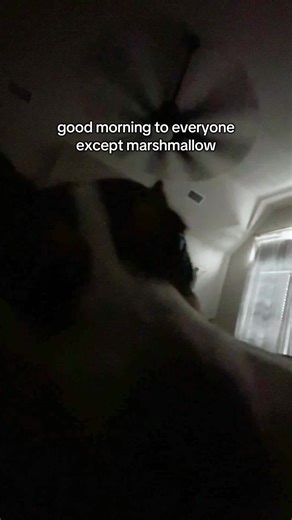 Corgi's Weekend Antics: Why Sleep Is Essential