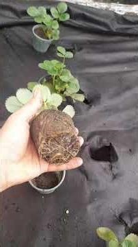 Can You Plant Strawberries in October or November? | Mini Farm Skills