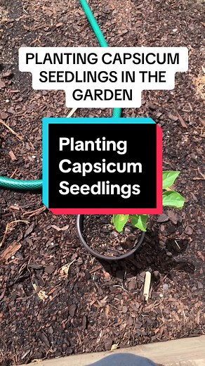 Planting Capsicum Seedlings Guide