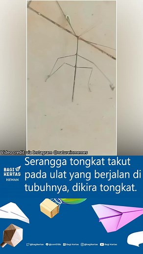 Serangga tongkat (Phasmatodea) adalah salah satu famili serangga paling unik karena penampilannya yang menyerupai tongkat dan ranting pohon. Dengan penampilannya, serangga yang memiliki sekitar 2.500 spesies ini dapat dengan mudah melakukan penyamaran di alam liar. Caption by Kumparan | Bagi Kertas
