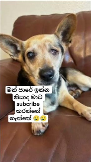 මෙයාට ආදරේ අය සබ්ක්‍රයිබ් කරන් යන්න.... 🥺❤️#sad #viral