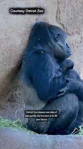 143K views · 12K reactions | The @detroitzoo released new video of...