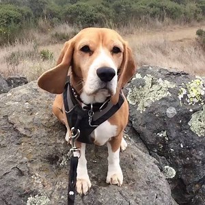 2.9K views · 410 reactions | Awww...that's just adorable!! ^_^ IG Credit: @littlehounddog iHeartBeagles, iHeartDogs.com | I Love My Beagle | Facebook