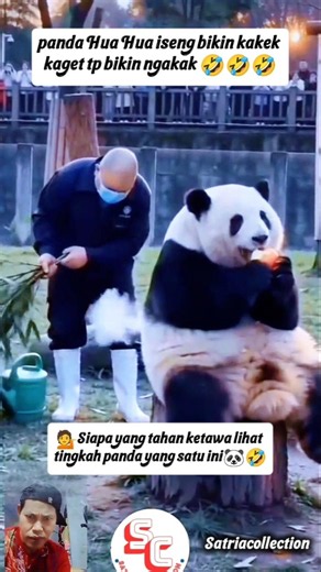 PANDA HUA HUA BIKIN KAKEK KAGET ! TINGKAH LUCUNYA AUTO BIKIN NGAKAK😂🐼