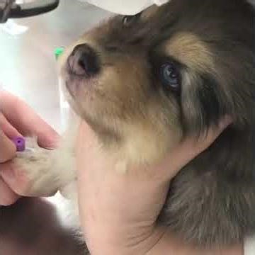 Onyx Survived His First Blood Test… Ready for Juice & Cake 😂💛