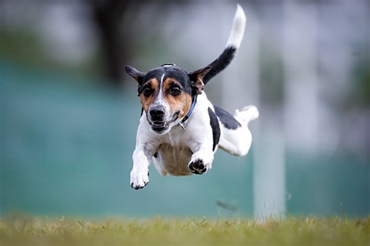 Where Did Fast CAT Originate? Learn More About the History of Fast CAT