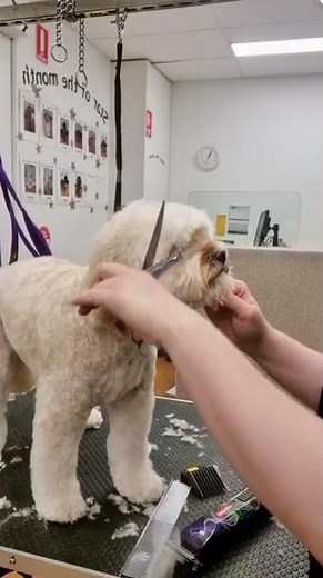 Teddy bear trim on a Cavoodle/Cavapoo