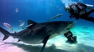 Watch Shark Week Season 2011 Episode 6 - How Sharks Hunt