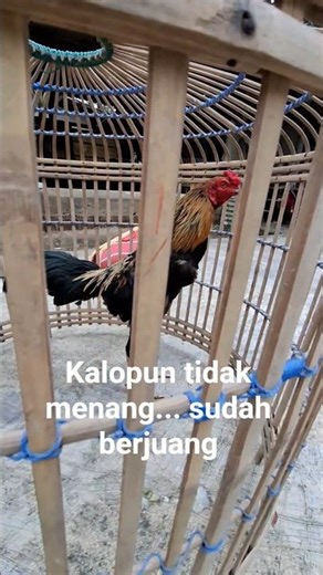 ayam drumband specialis pukul badan #ayamaduan #ayampetarung #aduayam