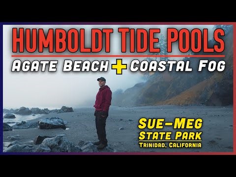 Tide Pools EXPLODING With Life at Agate Beach 🌊 Sue-Meg State Park | Humboldt County