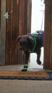 170K views · 1.6K reactions | This family is overjoyed | The Dog House | Channel 4 | Facebook