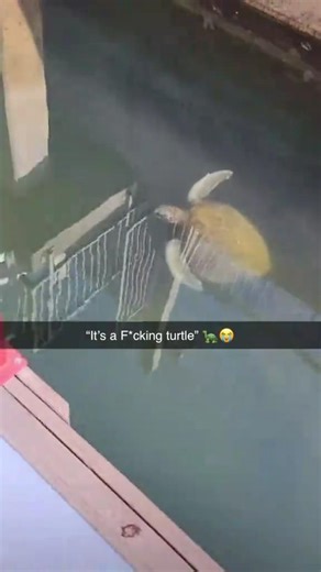 #shorts #funny #turtle #memes #fyp #art