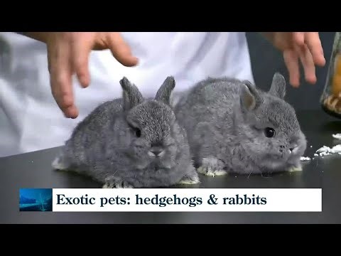 Is a hedgehog or rabbit the right pet for your family?