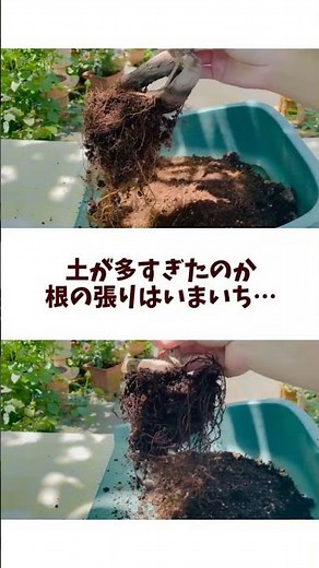 成長したガジュマルの植え替えと剪定してみた！ #ガジュマル #植え替え #剪定 #観葉植物 #観葉植物の育て方