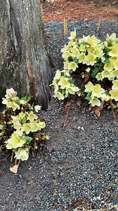 9.2K views · 444 reactions | Helleborus x ericsmithii 'Champion' is...