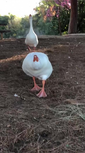Funny Goose Walking Compilation - Hilarious Geese Videos