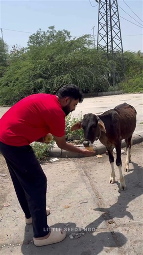 #gaumata #gauseva #cow #cowlover #cowvideos #cowlove #trendingshorts #trendings #happiness #kind