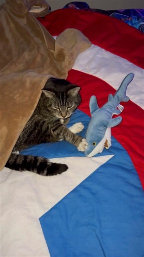 Sleepy kitty in marvel bedroom and her toy sharky