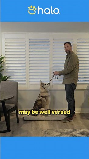 How to Teach Your Dog the Place Command Using the Lure and Reward Training