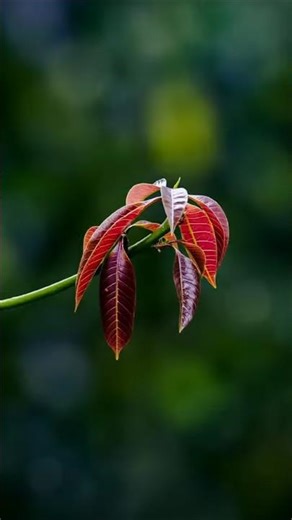 Lightroom colour grading#lightroom #shorts #viral #youtube