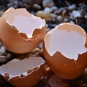 Cracking the Eggshell's Structural Mysteries | Cell And Molecular Biology