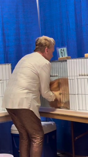 1.1M views · 25K reactions | Persian. BEAUBARR CATCHING FIRE OF ELL TEE. #persiancat #persiancatsofinstagram #persiancatlovers | New Vision Cat Club | Facebook