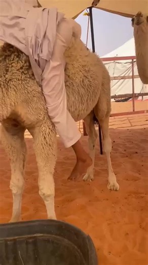 ‏شفيه زعل يقول طعمه مو حلو #ضحك #الابل_عطايا_الله_عشاق_البداوة_🐪😍