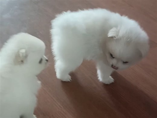 DAY 36 两个小茄子不高兴