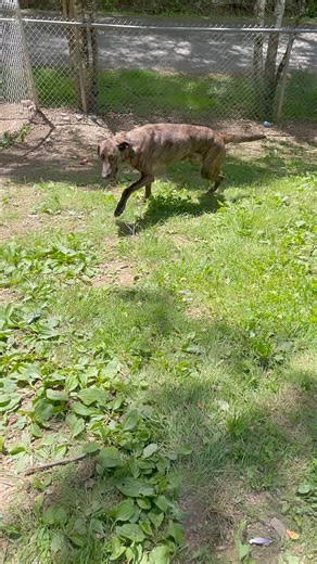 Gotta love that hound dog bark❤️Gabby is available. Spayed female Plott Hound. 3 years old | Sevier County Humane Society