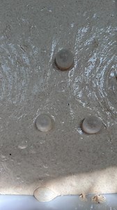 ✨ Frequently asked questions about mixing dough in a mixer: • How do you avoid overmixing the dough? • Is it okay to under-mix the dough? • When to add inclusions to the dough. •How many minutes should you mix to develop gluten? • What temperature should the water be — room temp or ice cold? I’ve got the answers 😊 After all, I’ve already mixed several thousand sourdough breads in my Estella 30qt mixer. 👉 The golden rule: it’s very easy to overmix dough in a mixer. It heats up quickly, and the 