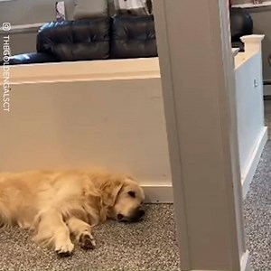 8.1K views · 298 reactions | When you leave dad alone with the kids... Via: The Golden Gals | NBC4 | Facebook