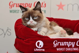 A murit Grumpy Cat:care este cauza decesului