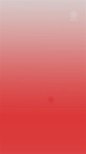 Avian influenza is spreading faster than ever – and migratory birds are a major driver. It is affecting farms, wild birds, and mammals. Avian influenza knows no borders. Neither should our response. Now is the time to act. https://www.fao.org/interactive/2025/avian-influenza/en/ | Food and Agriculture Organization of the United Nations (FAO)