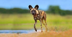 Classic Botswana Safari | Okavango Delta & Kalahari Desert