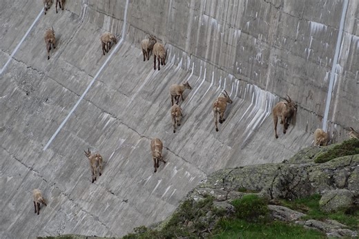 Un troupeau de bouquetins escalade le barrage de Salanfe pour un pique-nique acrobatique | RTS