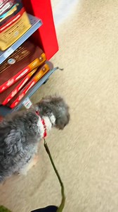 6.8K views · 296 reactions | Gigi the beautiful doodle | Michigan Doodle Rescue Connect | Facebook