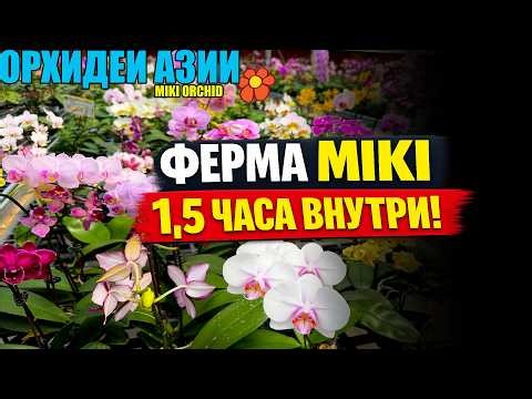 ПОЛТОРА ЧАСА В MIKI! Огромная ферма орхидей, редкости, новинки и закулисье