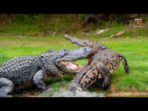 American Alligator Vs Black Caiman - The Ultimate Showdown!