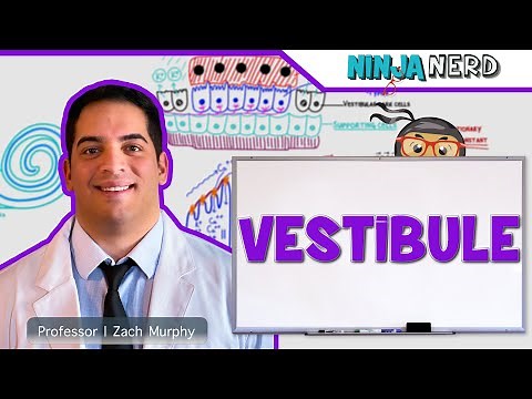 Special Senses | Vestibule | Maculae: Utricle and Saccule